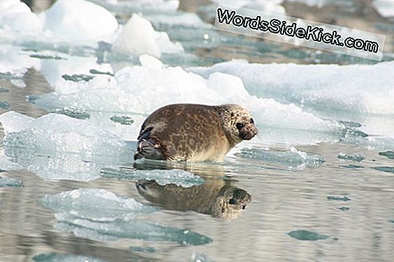 Onderzoekers Kraken Zee-Ijs Om Arctic Food Web (Video) Bloot Te Leggen