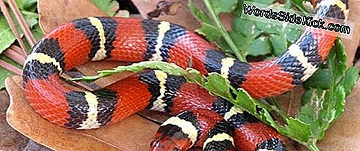 Weird Case Of Look-Alike Snakes Surprises Onderzoekers