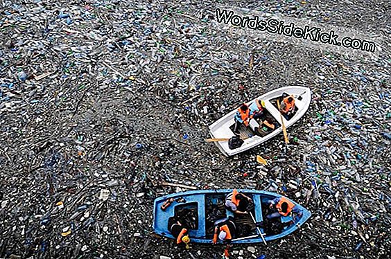 Hawaii Is De Eerste Staat Die Plastic Zakken Verbiedt