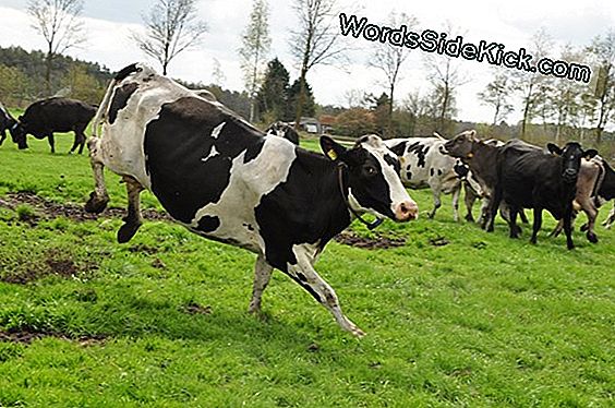 Natuurlijk Gas? Koeien Toot Out Meest Methaan