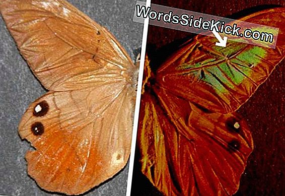 Kleurrijke Butterfly Wings Inspire Counterfeit-Proof Tech