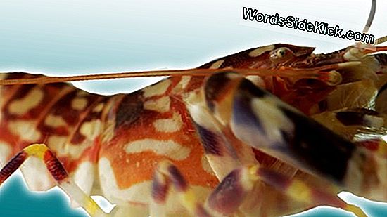 Mantis Shrimp'S Attack Claw Inspireert Sterk Nieuw Materiaalontwerp