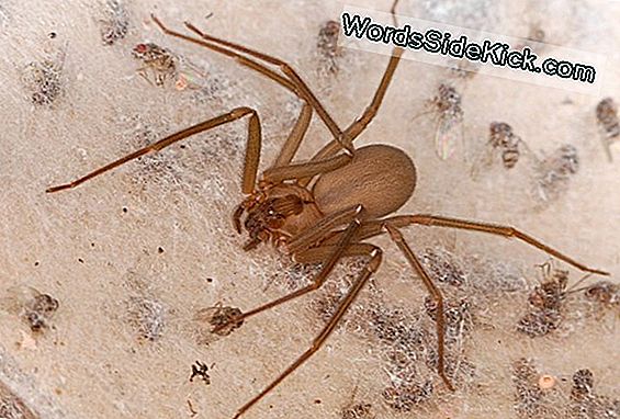 Brown Recluse Spiders: Feiten, Beten En Symptomen