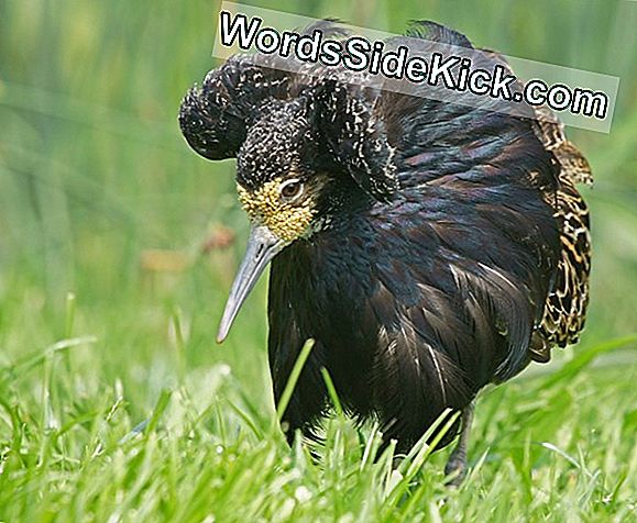 Eierschalen Zien Er Kleurrijker Uit Door De Ogen Van Vogels