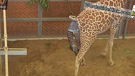 Giraffe To Give Geboorte In Dallas Zoo: Watch It Live Online