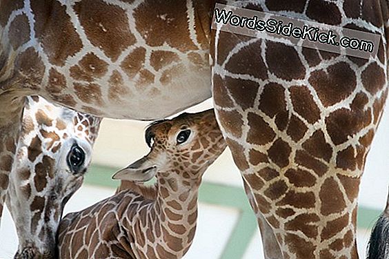 Giraffen Betrapt Op Zoemen In Het Middernachtuur