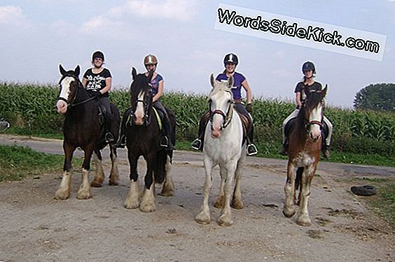 Tot Ziens, Nola: Slechts 3 Noordelijke Witte Neushoorns Blijven In De Wereld