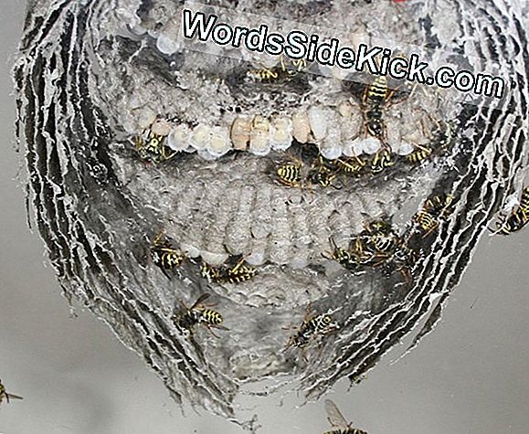 Revolt In The Hive: Why Worker Wasps Sometimes Kill Their Queens