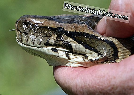 The Skinny On Invasive Snakes: Florida Mag Maar Het Begin Zijn