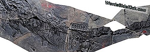 Triassic Reptile Skewered Clams With Teeth On Roof Of Its Mouth