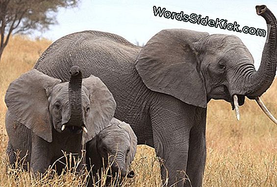 Elephant-Genen Houden Het Kankergedrag Geheim