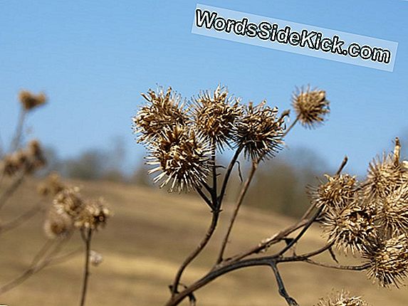 Bloeiende Schoonheid: Foto'S Van Desert Ironwood-Bomen