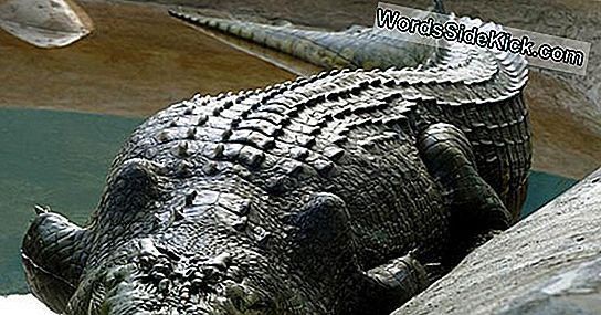 Ancient Crocodile Was 'S Werelds Grootste