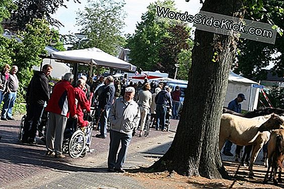 Oude Opwarmende Gekrompen Paarden Tot Housecat-Maat