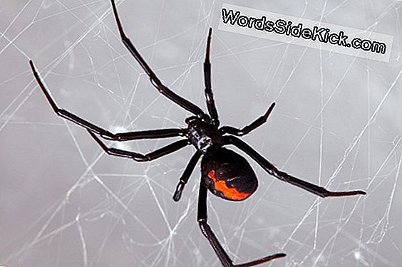 Black Widow Spider Feiten