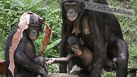 Chimpansees Kunnen In De Hoofden Van Anderen Terechtkomen Net Als Mensen