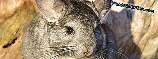 Chinchilla Feiten