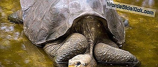 'Uitgestorven' Galapagos-Schildpad Verschijnt Opnieuw