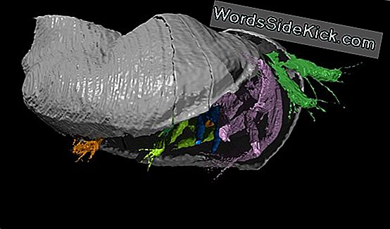 Fossil Of Cuddling Tiny Lobsters Discovered