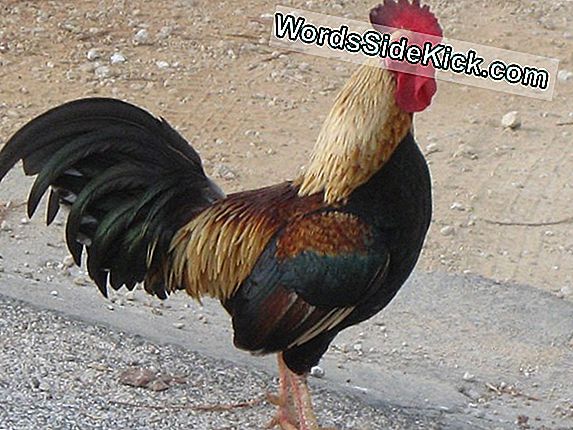 Fowl Play: Diverse Parasieten Infest Backyard Chickens