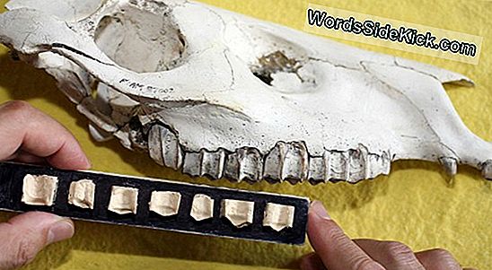 From The Horse'S Mouth: Teeth Reveal Evolution