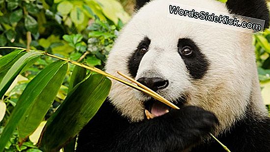 Reuzenpanda'S Gedijen Op Bamboe, Dankzij Buikbacteriën