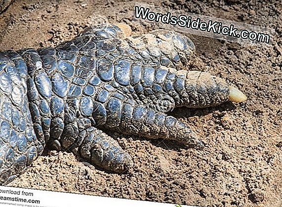 Enorme Klauw, Bizarre Ledematen Hielpen Oude Reptielen Graven