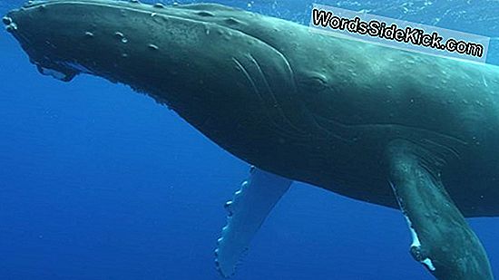Humpback Whale-Populaties Zingen Verschillende Melodieën