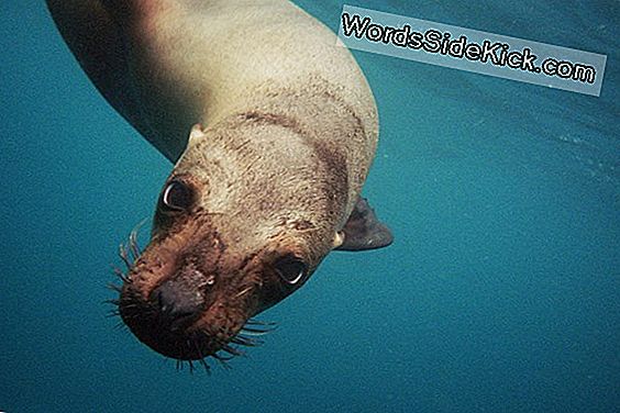 Jaw-Dropping: Uitgestorven Sea Bear Chowed Down Als Een Saber-Getande Kat