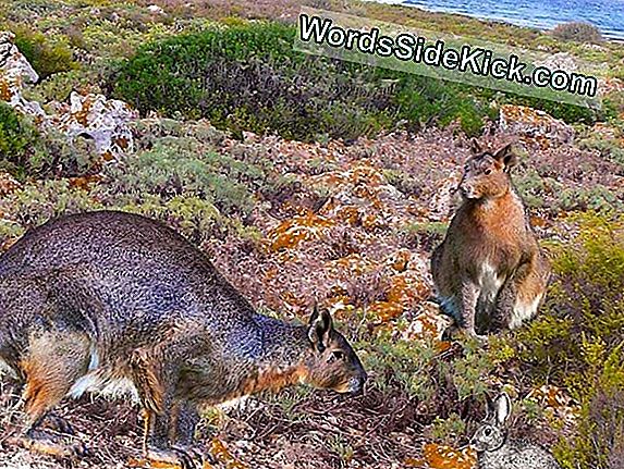 King Of Rabbits: Ancient, Gigantic Bunny Discovered