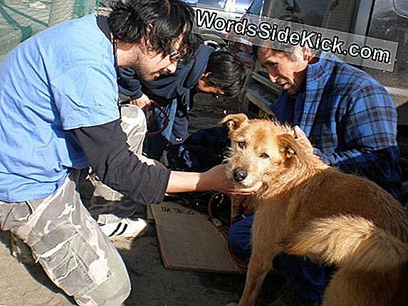 Lost Victims: Animal Groups Rush To Help Pets In Japan