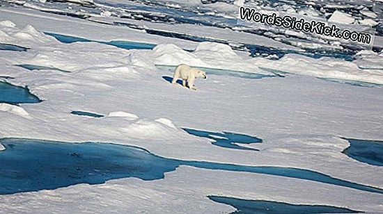 Melting Sea Ice Houdt Hongerige Ijsberen Op Het Land