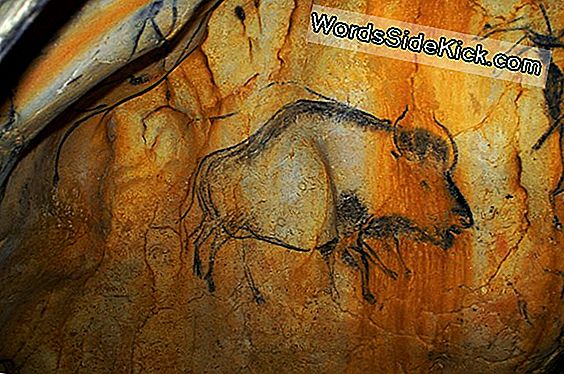 Mysterious Bison Hybrid Revealed From Ancient Dna And Cave Paintings