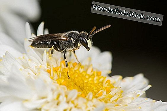 The Mysterious Sex Lives Of Hawaii'S Endangered Yellow-Faced Bees