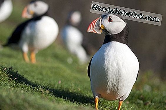 Mysterious Winter Wanderings Of Puffins Traced