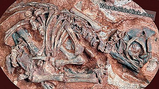 Oudste Dinosaur 'Nursery' Ontdekt