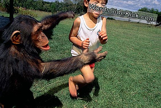 Primate Police: Why Some Chimps Play The Cop