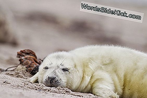 Zeehonden Slapen Als Ze In De Zee Zinken