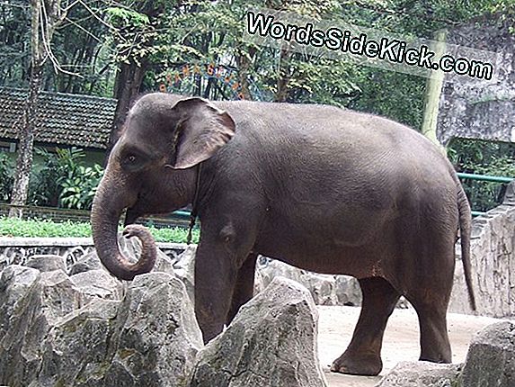Sumatraanse Olifanten Geduwd Richting Uitsterven