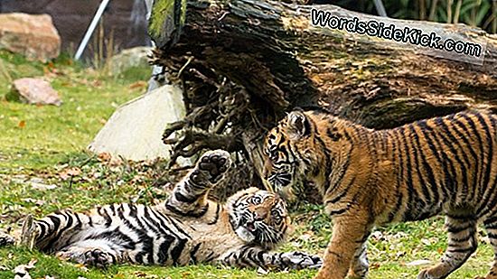 Sumatran Tiger Cub Geboren In De Dierentuin Van Sacramento