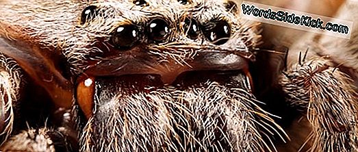 Ze Leven! 'Goliath' Tarantulas Among Spiders At New Exhibit