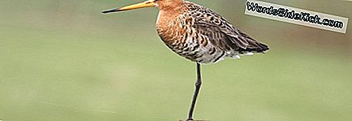 Om Hun Nesten Te Beschermen, Mogen Vogels Opnieuw Opknappen