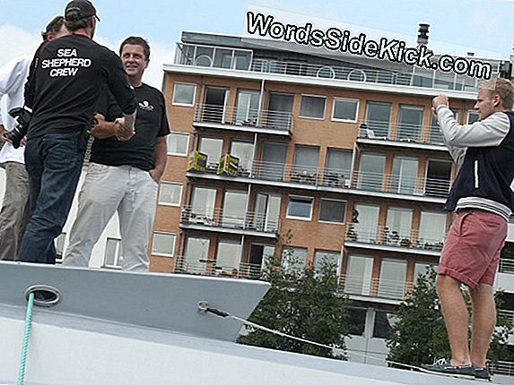 Onderwaterfotograaf Legt Oceaanleven Vast In Nieuw Licht