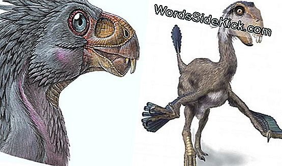 Weird Dinosaur Species Had Teeth Only In Youth