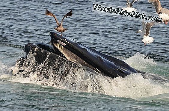 Whale'S Big Gulp Aided By Newfound Organ