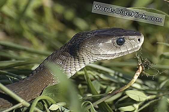 The World'S 6 Deadliest Snakes