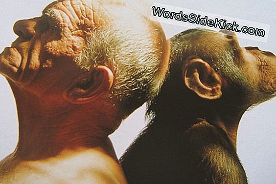 Net Als Mensen Tonen Chimpansees Onbaatzuchtige Gedragingen