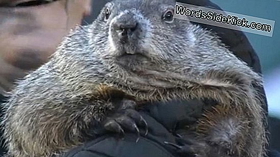 Punxsutawney Phil Voorspelt Meer Winter, Maar Hoe Nauwkeurig Is Hij?