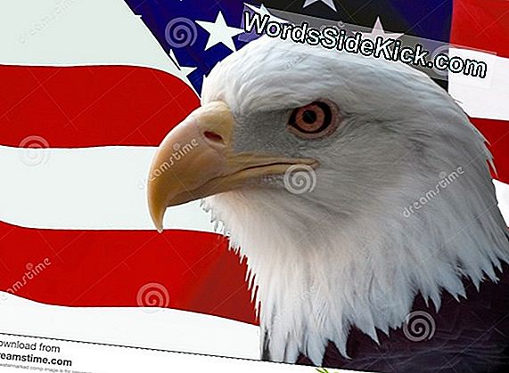 Pat negatief jacht Waarom Is De Nationale Vogel Van Bald Eagle America? - 2022 | Cultuur