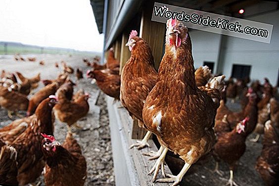 Controversieel Onderzoek Vogelgriep Om Te Hervatten